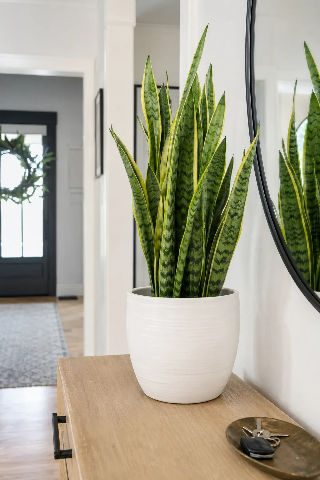 potted plant in a entryway